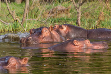 View of Hippopotamus (Hippopotamus amphibius) swimming in Awassa lake, Ethiopia