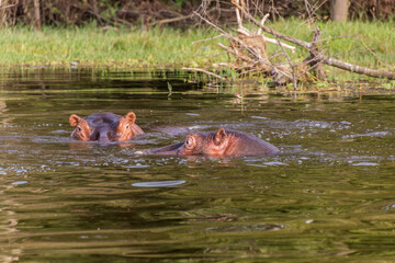 Obraz premium Hippopotamus (Hippopotamus amphibius) swimming in Awassa lake, Ethiopia