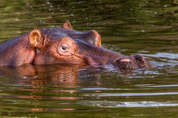 Hippopotamus (Hippopotamus amphibius) in Awassa lake, Ethiopia