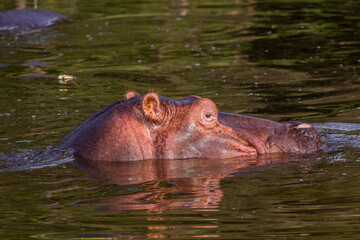 Hippopotamus (Hippopotamus amphibius) in Awassa lake, Ethiopia
