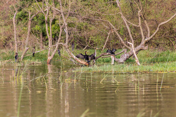 Great Cormorants (Phalacrocorax carbo) at Awassa lake, Ethiopia