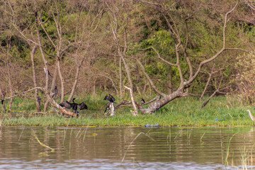 Great Cormorants (Phalacrocorax carbo) at Awassa lake, Ethiopia