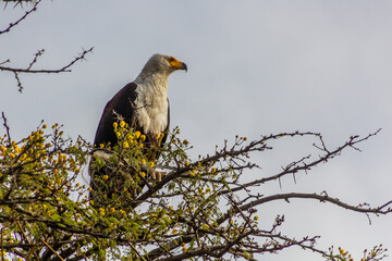 African fish eagle (Haliaeetus vocifer) on a tree above Awassa lake, Ethiopia