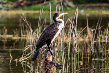 Great Cormorant (Phalacrocorax carbo) at Awassa lake, Ethiopia