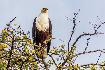 African fish eagle (Haliaeetus vocifer) on a tree above Awassa lake, Ethiopia