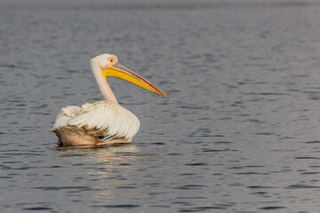 Great white pelican (Pelecanus onocrotalus) at Awassa lake, Ethiopia