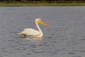 Great white pelican (Pelecanus onocrotalus) at Awassa lake, Ethiopia