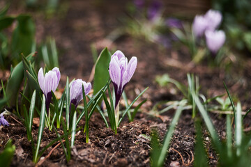 piękne krokusy w ogrodzie na wiosnę
