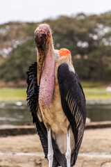 Marabou stork (Leptoptilos crumenifer) at Awassa lake, Ethiopia © Matyas Rehak
