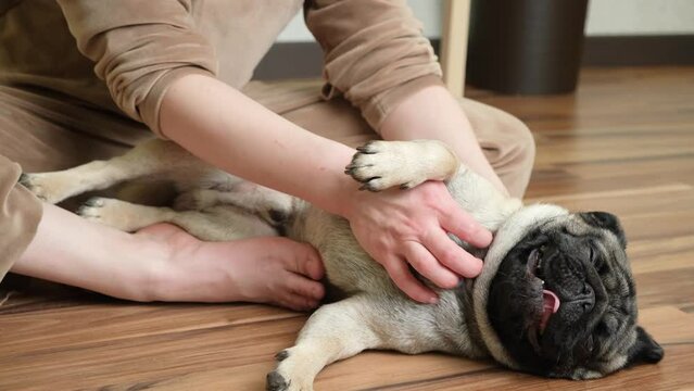 The owner scratches the dog's side and strokes the neck of a satisfied pug. Love and affection for pets, dog and woman