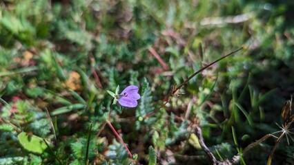 Green Gras and flower of spring.