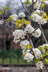 Pear tree in bloom in spring in Madrid, where you can see the different parts of the flower, petals, pistil, stamen...