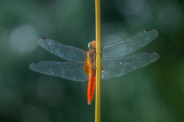 A dragonfly is a flying insect belonging to the infraorder Anisoptera below the order Odonata