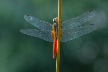 A dragonfly is a flying insect belonging to the infraorder Anisoptera below the order Odonata