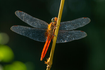A dragonfly is a flying insect belonging to the infraorder Anisoptera below the order Odonata