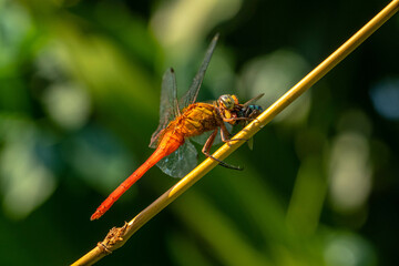 A dragonfly is a flying insect belonging to the infraorder Anisoptera below the order Odonata
