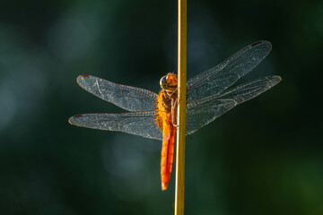 A dragonfly is a flying insect belonging to the infraorder Anisoptera below the order Odonata