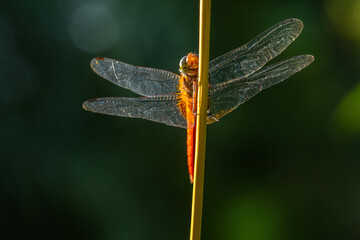 A dragonfly is a flying insect belonging to the infraorder Anisoptera below the order Odonata