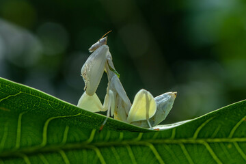 Orchid mantis Hymenopus coronatus is a mantis from the tropical forests of Southeast Asia