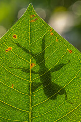 Orchid mantis Hymenopus coronatus is a mantis from the tropical forests of Southeast Asia