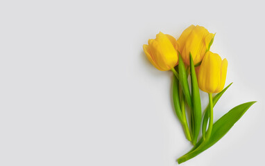 Yellow tulips on a light background