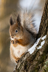 Fototapeta premium male squirrels large in winter