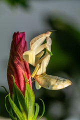 Orchid mantis Hymenopus coronatus is a mantis from the tropical forests of Southeast Asia
