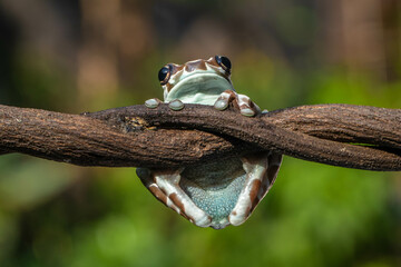 Amazon milk frog (Trachycephalus resinifictrix) is a large species of arboreal frog native to the Amazon Rainforest in South America