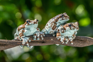Amazon milk frog (Trachycephalus resinifictrix) is a large species of arboreal frog native to the Amazon Rainforest in South America