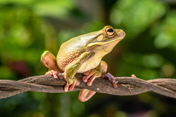 The white-lipped tree frog (Nyctimystes infrafrenatus) is a species of frog in the subfamily Pelodryadinae. It is the world's largest tree frog