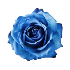 blue rose flower isolated on white - obrazy, fototapety, plakaty