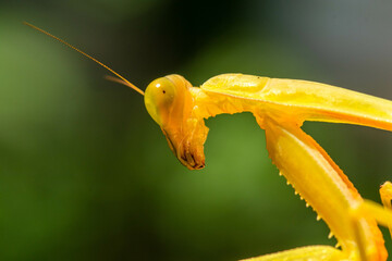 The golden praying mantis