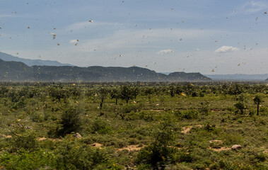 Huge swarm of locusts in Omo valley, Ethiopia