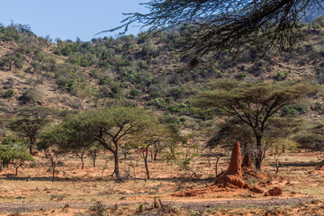 Landscape with termite mounds in southern Ethiopia