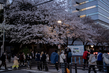 Obraz premium 目黒川の桜
