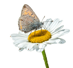 papillon sur marguerite sur fond transparent