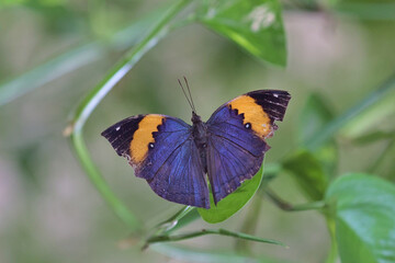 Naklejka premium Butterflies at butterfly garden at Dubai