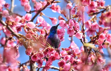 Sunbird on a cherry blossom