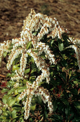 Pieris japonica 'Montain fire' ,Androméde du Japon