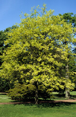 Fototapeta na wymiar Chêne des marais , Chêne à épingles, Quercus palustris