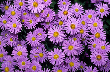 Aster novae anglier, Aster