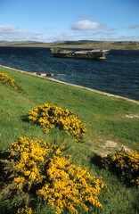 Ulex europaeus, Ajonc, Port Stanley , Iles Falkland, Malouines