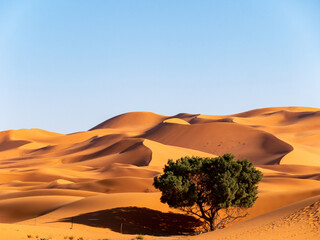 Fototapeta na wymiar Lone tree and sand dunes near Merzouga, Morocco on a sunny afternoon - Landscape shot