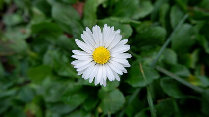 Close-up and selective focus single daisy on a green leafy background