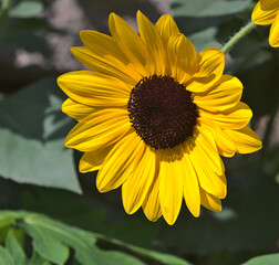 Flowers in Dubai Miracle Garden