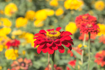 Flowers in Dubai Miracle Garden