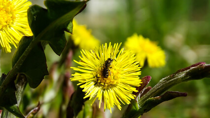 A beautiful yellow flower with a bug perched on it.