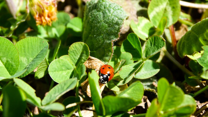 A very beautiful ladybird perched on a leaf in the forest.