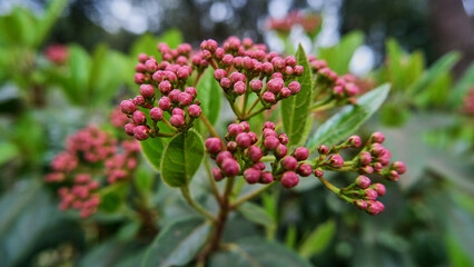 Closeup and selective focus pink big laurustine bud on the blur green background.