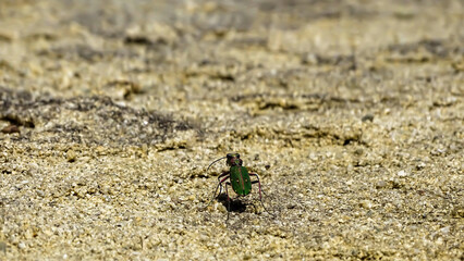 An interesting and small green bug perched on a rock.